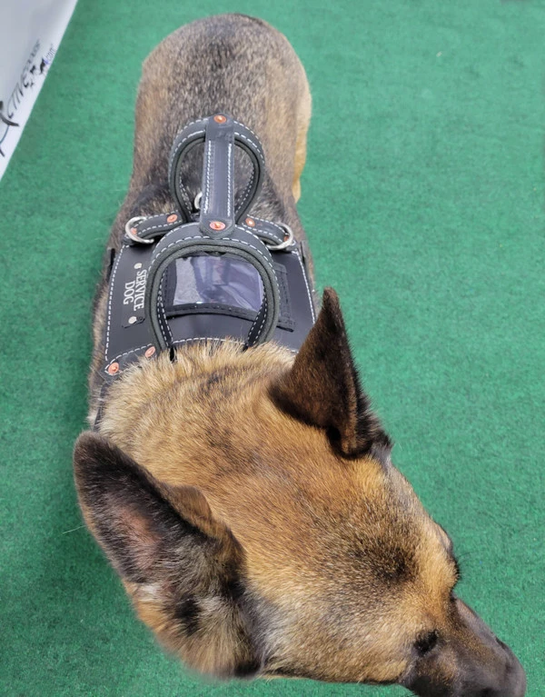 Leather Heavy Duty Mobility Harness - Image 12