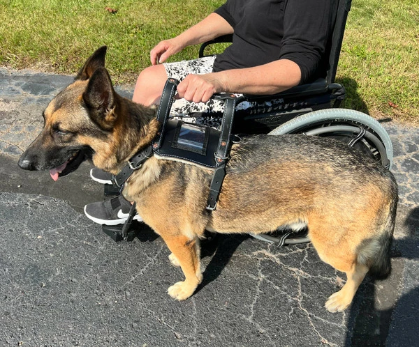 Leather Heavy Duty Mobility Harness - Image 20