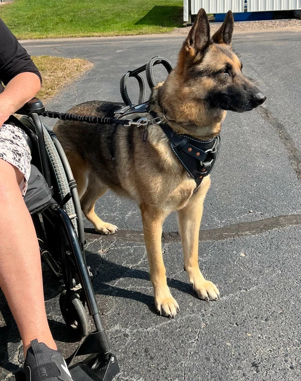 Leather Heavy Duty Mobility Harness - Image 9