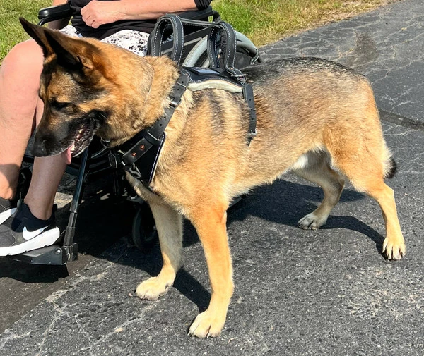 Leather Heavy Duty Mobility Harness - Image 2