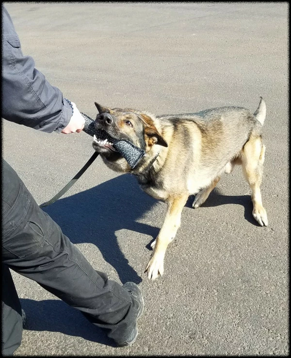 Bite Suit Tug 2pk - 2.5x13 - Image 2