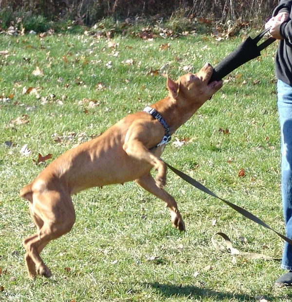 Bite Suit Tugs - Single Handle - Image 4