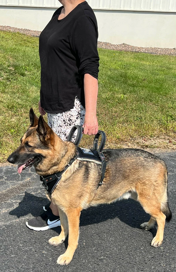 Leather Heavy Duty Mobility Harness - Image 10