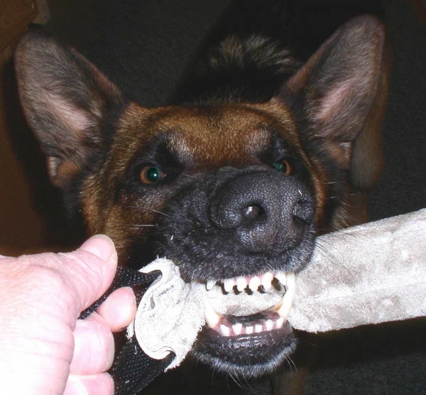 Leather Tugs - Image 3