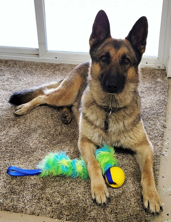 Fur Bungee W/Foam Ball Tug - Image 2