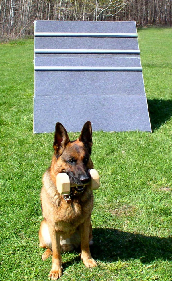 IGP/IPO/Schutzhund Scaling Wall A-Frame - Image 16