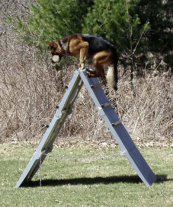 IGP/IPO/Schutzhund Scaling Wall A-Frame - Image 4