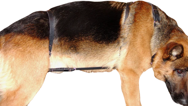 Bottcher Harness Connector - Image 2