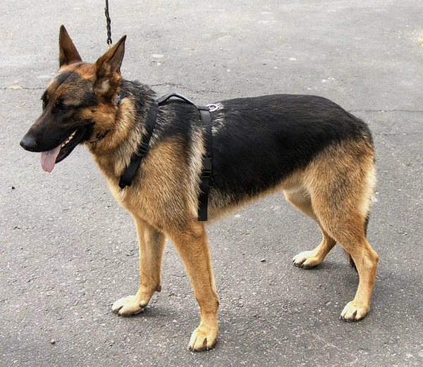 Nylon Tracking Dog Harness - Image 2