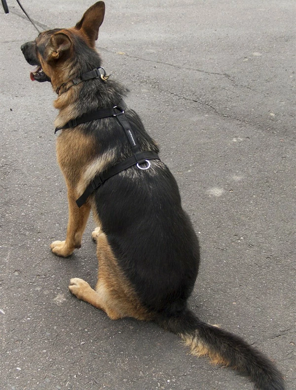 Nylon Tracking Dog Harness - Image 4