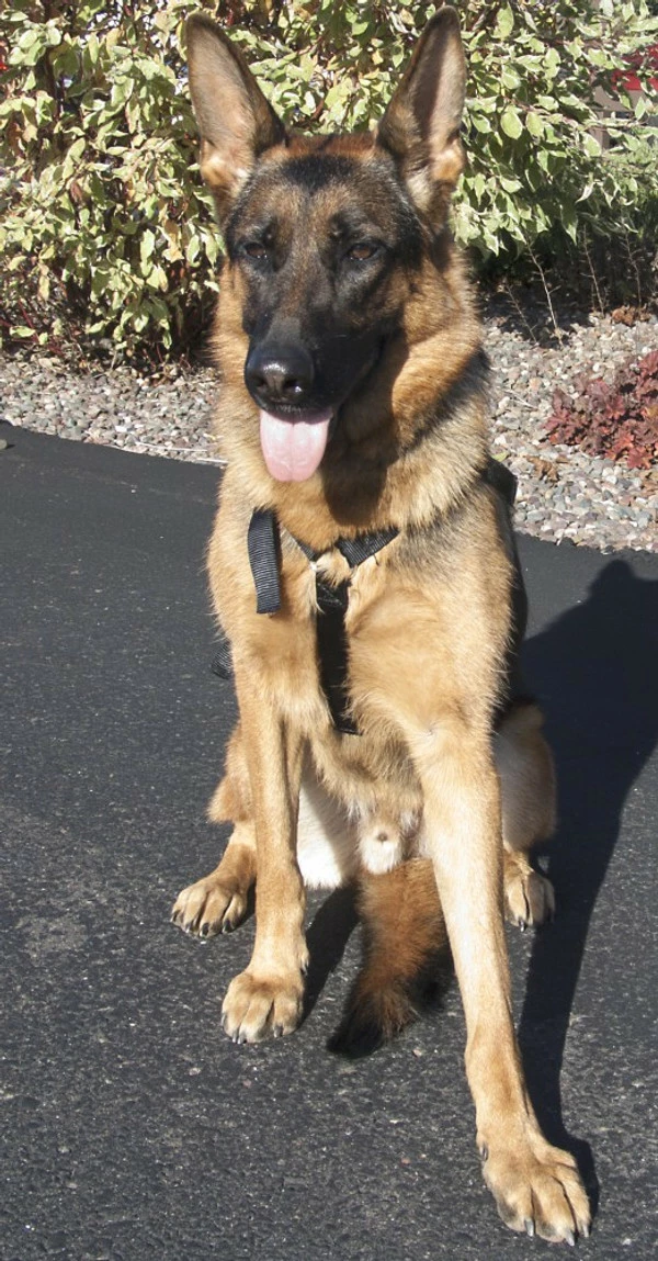 Nylon Tracking Dog Harness - Image 5