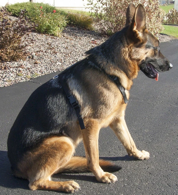 Nylon Tracking Dog Harness - Image 7