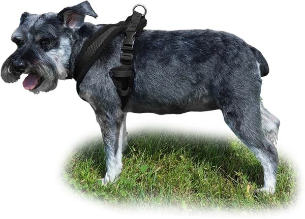 ActiveDogs Fleece No Pull Dog Harness - Image 21