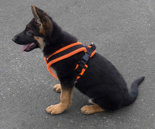 ActiveDogs Fleece No Pull Dog Harness - Image 13