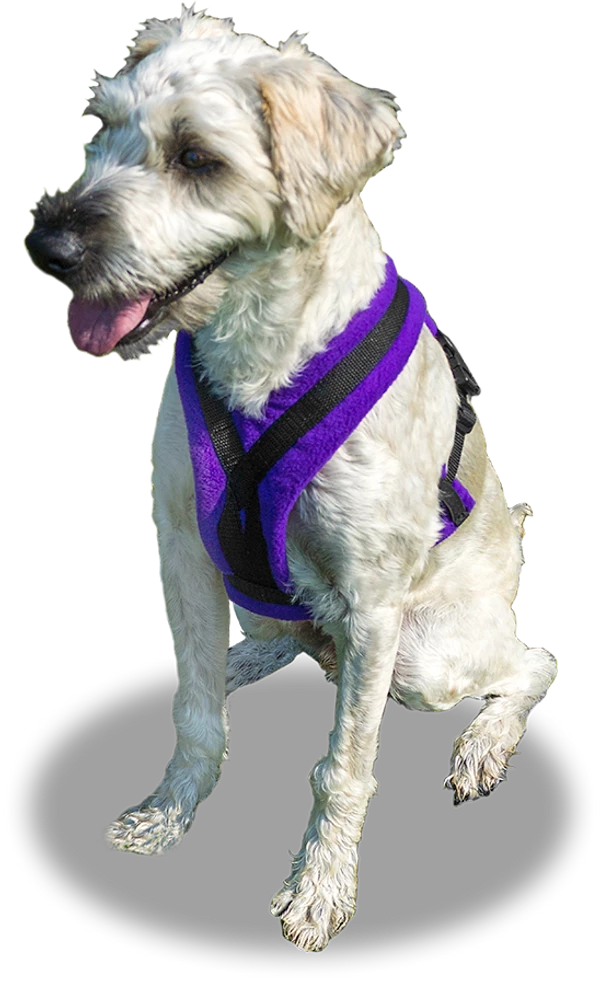 ActiveDogs Fleece No Pull Dog Harness - Image 19