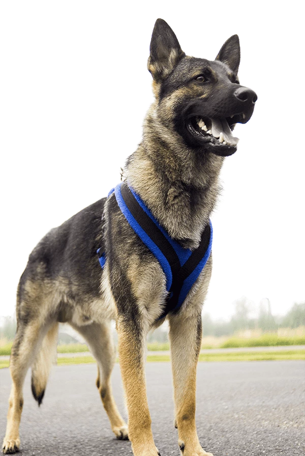 ActiveDogs Fleece No Pull Dog Harness - Image 3