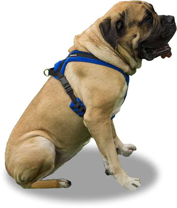 ActiveDogs Fleece No Pull Dog Harness - Image 28