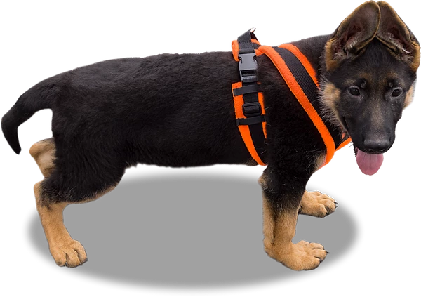 ActiveDogs Fleece No Pull Dog Harness - Image 17