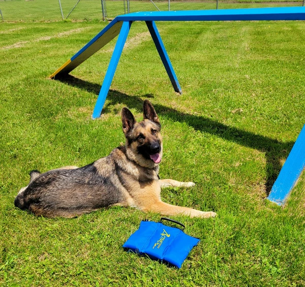 Agility Saddlebag Sand Bag W/ Weights 13# - Image 6