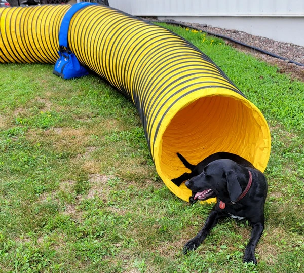 Agility Heavy Duty Dog Tunnel 24" X 20' - Image 6
