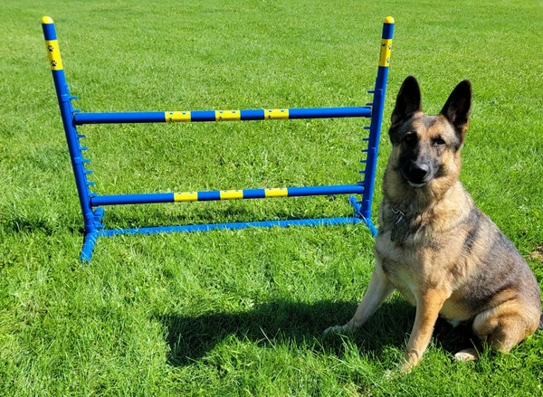 Agility Fixed Base Jump - Competition Size - Image 2