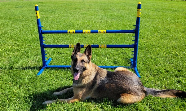 Agility Fixed Base Jump - Competition Size - Image 4