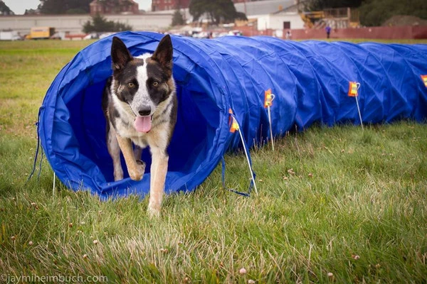 Agility Dog Tunnel W/ Carry Bag - Image 3