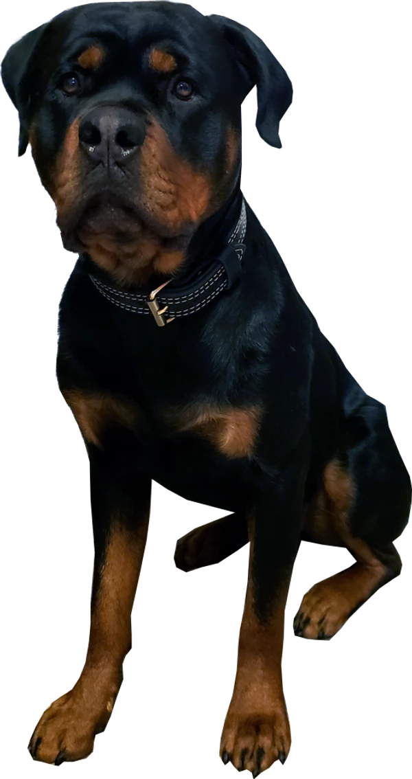 Center D-Ring Leather Dog Collar 1.5" - Image 5