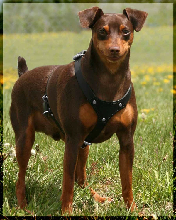 Small Dog Heavy Duty Leather Harness - Image 5