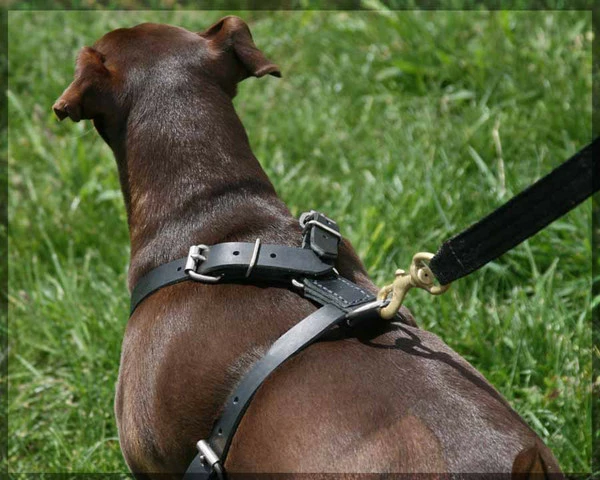 Small Dog Heavy Duty Leather Harness - Image 4