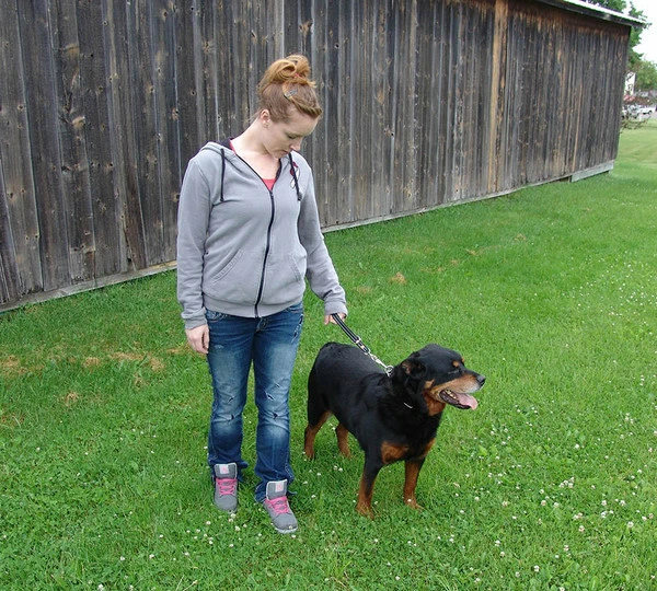 Leather Pull Tab/Leash With Herm Sprenger Snap - Image 3