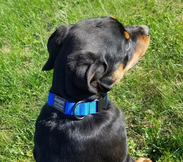 Personalized ID Nylon Dog Collar - 1" - Image 12