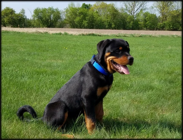 Personalized ID Nylon Dog Collar - 1" - Image 5