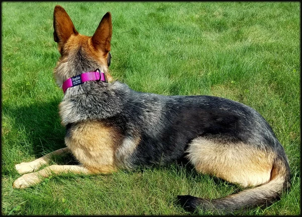 Personalized ID Nylon Dog Collar - 1" - Image 2