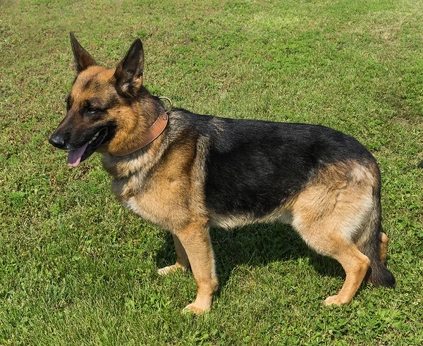 CaliberDog Leather Dog Collar 1.5" - Image 4