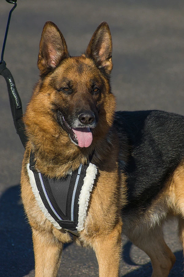 Hundcycler Padded Dog Harness - Image 2