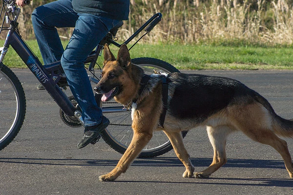 Hundcycler Padded Dog Harness - Image 4