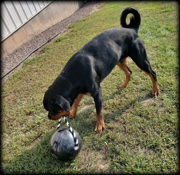 Muscle Building & Exercise Dog Ball W/ Rope - Image 2