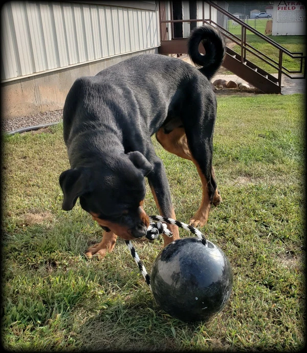 Muscle Building & Exercise Dog Ball W/ Rope - Image 6