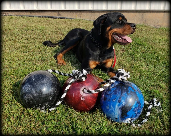 Muscle Building & Exercise Dog Ball W/ Rope - Image 7