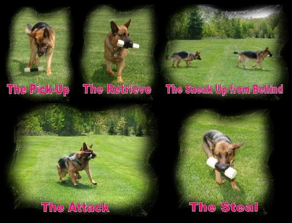 Neoprene Wrapped Training Dumbbell - Image 3