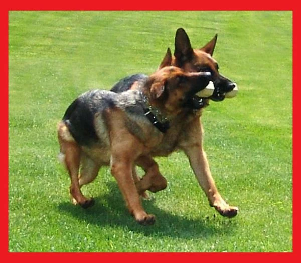 Neoprene Wrapped Training Dumbbell - Image 5