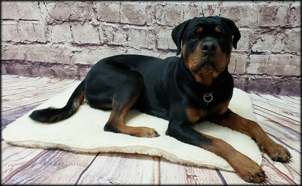 Orthopedic Hi-Loft Sherpa Fleece Dog Beds - Image 9