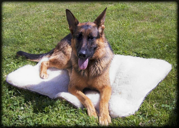 Orthopedic Hi-Loft Sherpa Fleece Dog Beds - Image 6