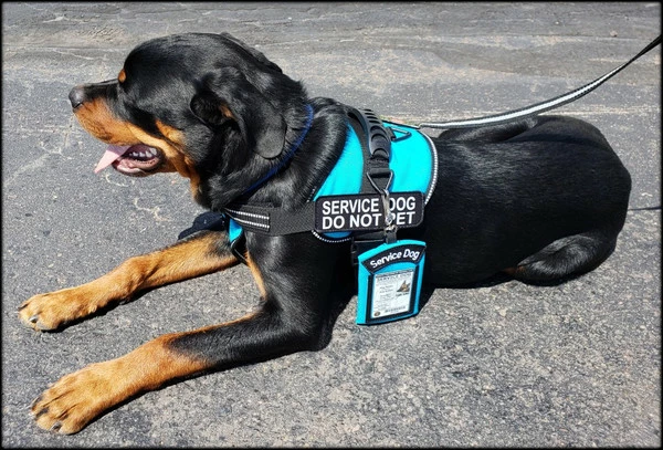 Clip-On Service Dog ID Pouch - Image 9