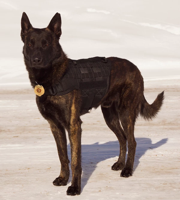 CaliberDog K9 Tactical MOLLE Vest - Image 3