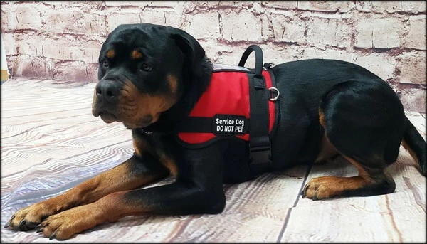 Form Fitted Service Dog Active Cut Vest - Image 15