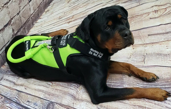 Spacer Mesh Service Dog Cushion Comfort Harness Vest - Image 14