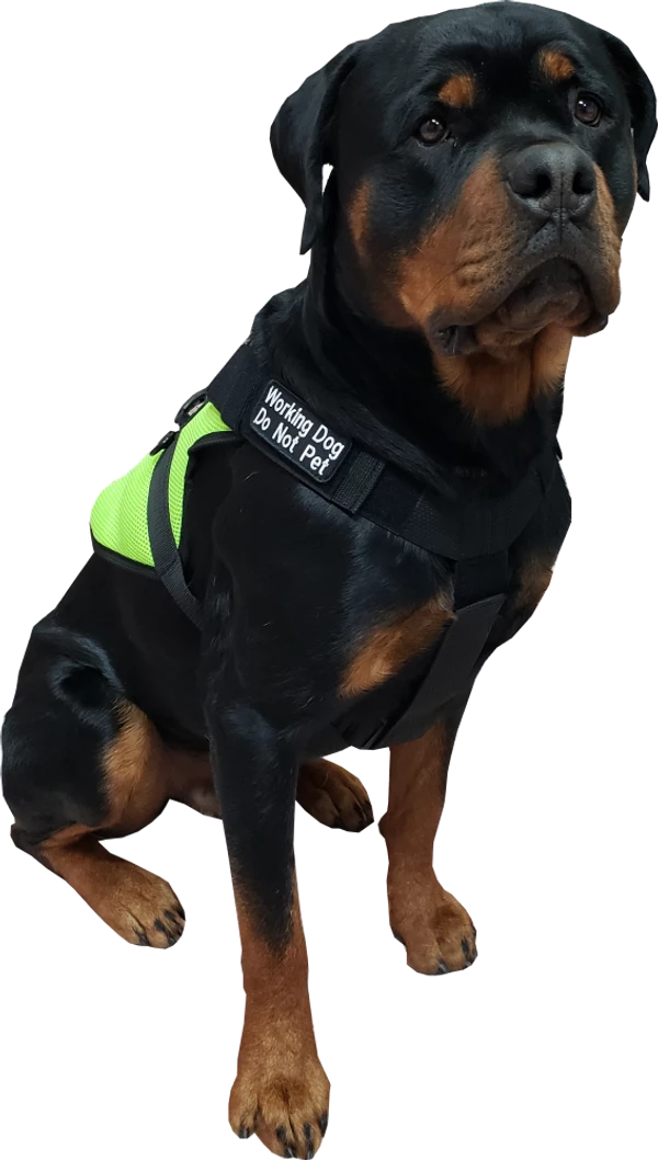Spacer Mesh Service Dog Cushion Comfort Harness Vest - Image 9