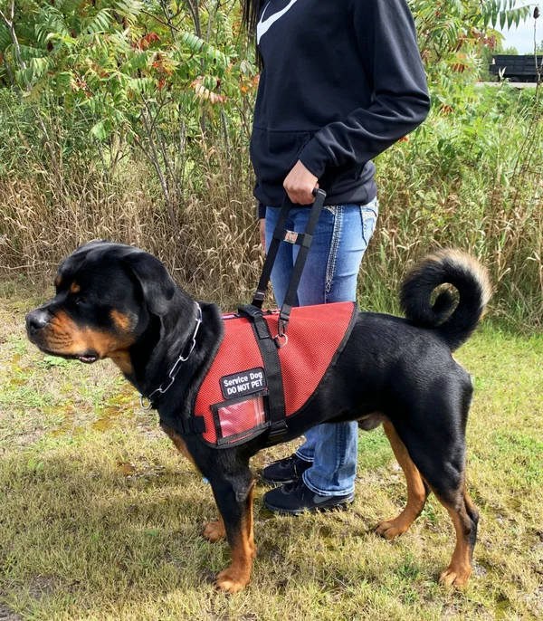 Rigid Clip-On Service Dog Bridge Handle W/Chrome Service Dog ID Band - 12" - Image 4